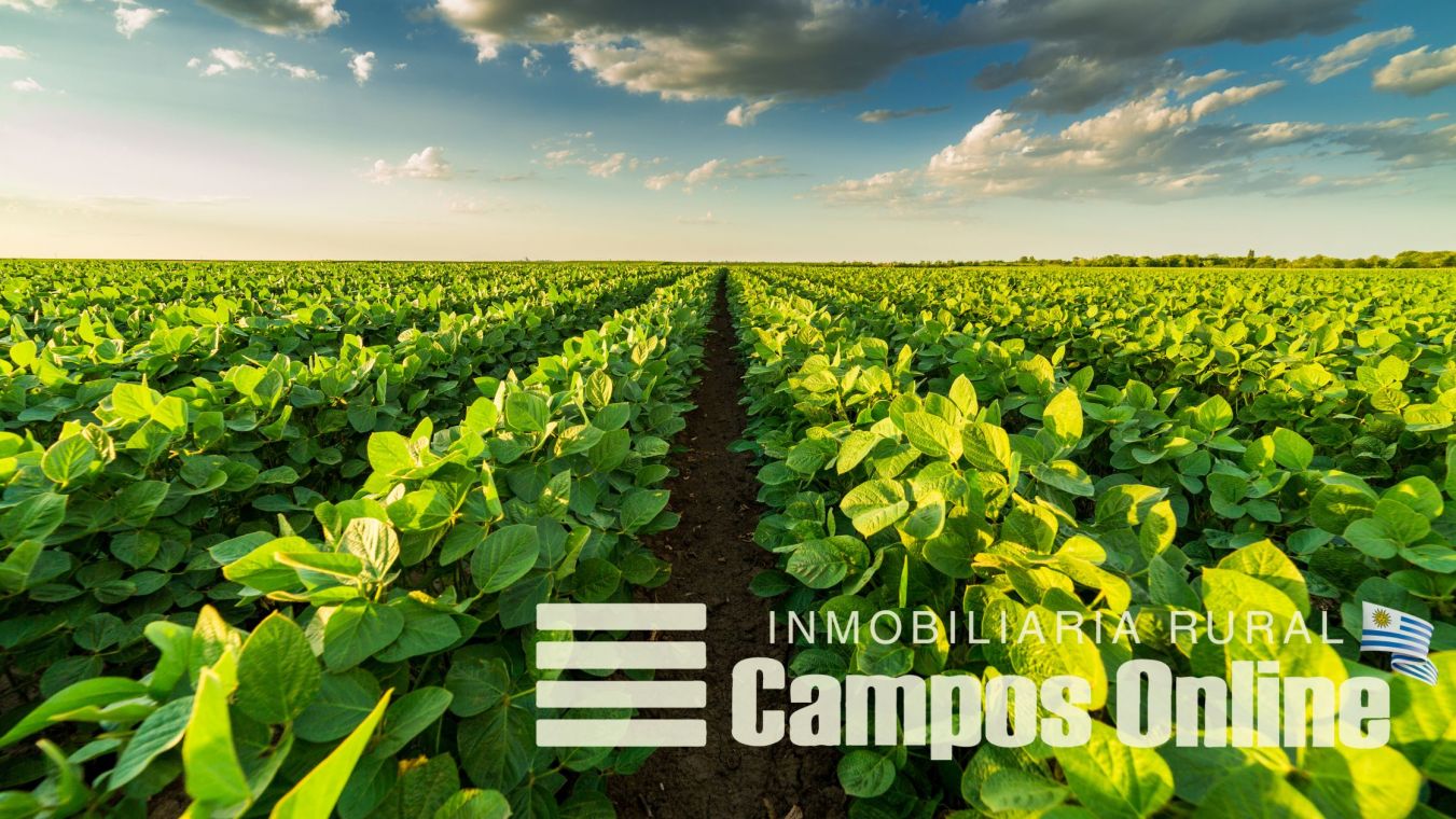 Vale a Pena Comprar uma Fazenda no Uruguai